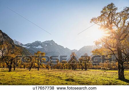 Stock Photo - Landscape of ancient maple trees, Karwendel region, Hinterriss, Tirol, Austria. Fotosearch
