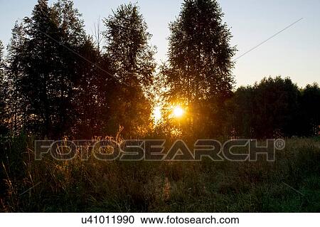 Stock Image - Landscape with backlit trees and long grass at sunset. Fotosearch