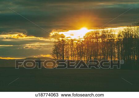 Stock Image - Landscape with bare tree forest at sunset. Fotosearch
