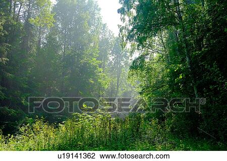 Stock Image - Landscape with green sunlit misty forest. Fotosearch