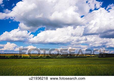 Stock Photo - Landscape with green wheat field. Fotosearch