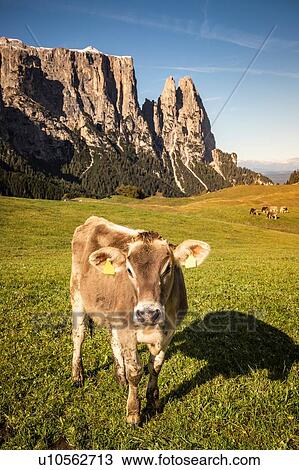 Lone cow, Schlern-Rosengarten on Seiser Alm, Dolomites, Siusi, Trentino-Alto Adige, Italy View Large Photo Image Stock Image - Lone cow, Schlern-Rosengarten on Seiser Alm, Dolomites, Siusi, Trentino-Alto Adige, Italy. Fotosearch