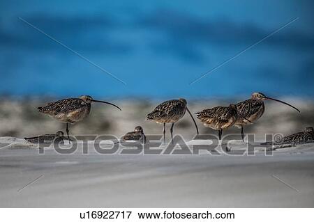Stock Photo - Long Billed Curlews (Numenius americanus), San Carlos, Baja California Sur, Mexico. Fotosearch