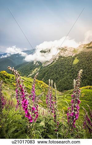 Low cloud over mountains near Fuente De in national reserve Parque National de los Picos de Europa, Potes, Cantabria, Spain View Large Photo Image Stock Image - Low cloud over mountains near Fuente De in national reserve Parque National de los Picos de Europa, Potes, Cantabria, Spain. Fotosearch