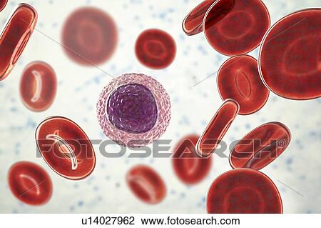 Stock Image - Lymphocyte white blood cell, illustration. Fotosearch