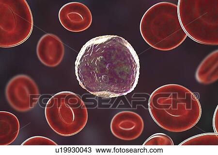 Stock Image - Lymphocyte white blood cell, illustration. Fotosearch
