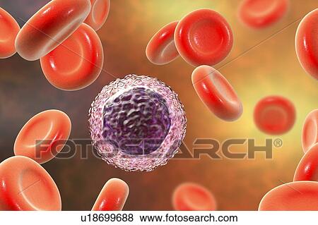 Stock Photo - Lymphocyte white blood cell, illustration. Fotosearch