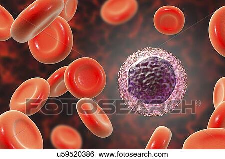 Lymphocyte white blood cell, illustration View Large Photo Image Stock Photograph - Lymphocyte white blood cell, illustration. Fotosearch