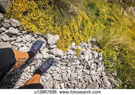 Male hiker's legs and hiking boots, personal perspective, near Fuente De in national reserve Parque National de los Picos de Europa, Potes, Cantabria, Spain View Large Photo Image Stock Photograph - Male hiker's legs and hiking boots, personal perspective, near Fuente De in national reserve Parque National de los Picos de Europa, Potes, Cantabria, Spain. Fotosearch