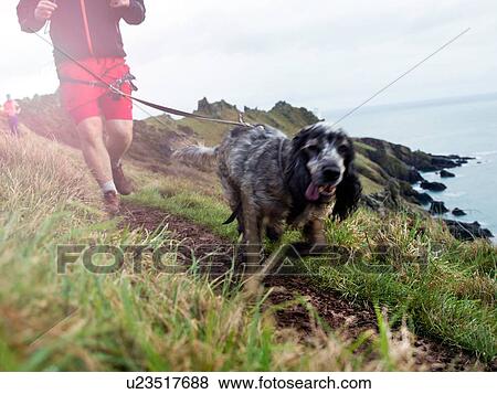 Stock Photo - Man running with dog on hands-free leash by seaside. Fotosearch