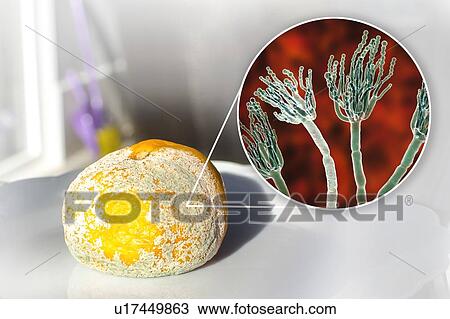 Stock Image - Mandarin covered with mould, composite image. Fotosearch