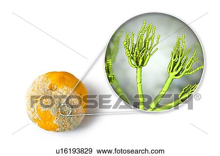 Stock Photo - Mandarin covered with mould, composite image. Fotosearch