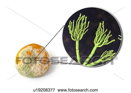 Mandarin covered with mould, composite image View Large Photo Image Stock Photo - Mandarin covered with mould, composite image. Fotosearch