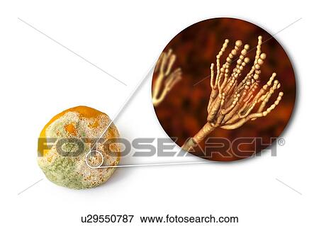 Stock Photo - Mandarin covered with mould, composite image. Fotosearch