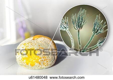 Stock Photo - Mandarin covered with mould, composite image. Fotosearch