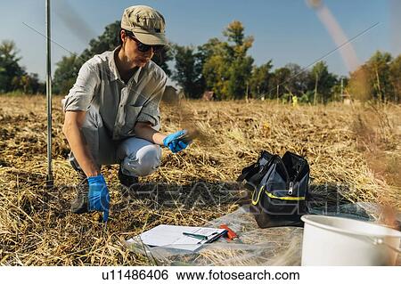 Stock Photograph - Measuring Soil Temperature with Thermometer. Female agronomist measuring soil temperature in the field. Fotosearch