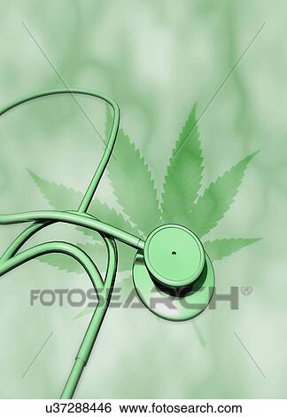 Stock Photograph - Medical cannabis, conceptual image. Leaf of the cannabis plant (Cannabis sativa) with stethoscope. Cannabis (also known as marijuana) contains the psychoactive chemical tetrahydrocannabinol (THC). It is medically useful because of its ability to.... Fotosearch