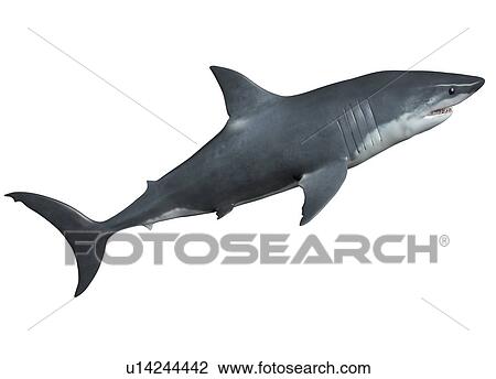 Megalodon against a white background, illustration. View Large Photo Image Stock Image - Megalodon against a white background, illustration.. Fotosearch