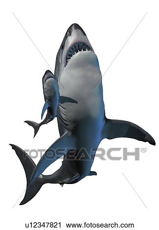 Stock Image - Megalodon compared with a shark against a white background, illustration.. Fotosearch