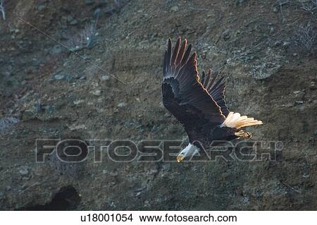 Picture - Mexican Bald Eagle taking off, San Carlos, Baja California Sur, Mexico. Fotosearch