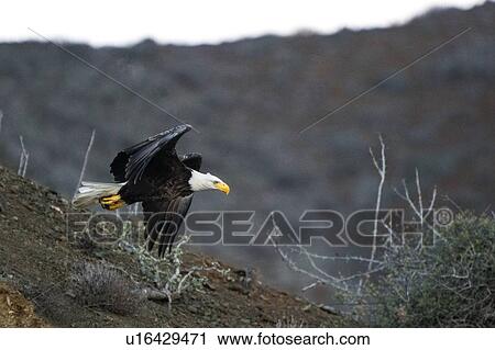 Mexican Bald Eagle taking off, San Carlos, Baja California Sur, Mexico View Large Photo Image Stock Image - Mexican Bald Eagle taking off, San Carlos, Baja California Sur, Mexico. Fotosearch