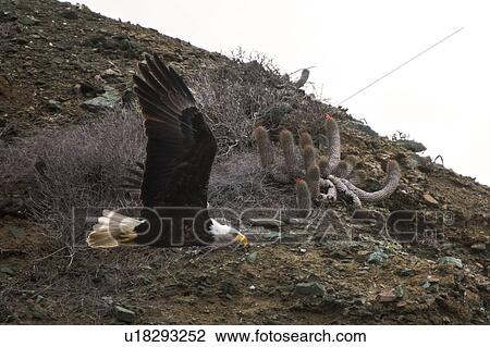 Mexican Bald Eagle taking off, San Carlos, Baja California Sur, Mexico View Large Photo Image Stock Image - Mexican Bald Eagle taking off, San Carlos, Baja California Sur, Mexico. Fotosearch