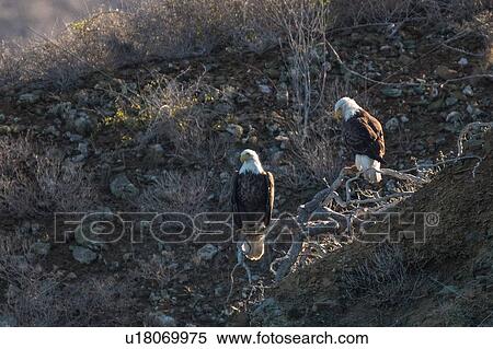 Stock Photography - Mexican Bald Eagles on tree roots, San Carlos, Baja California Sur, Mexico. Fotosearch