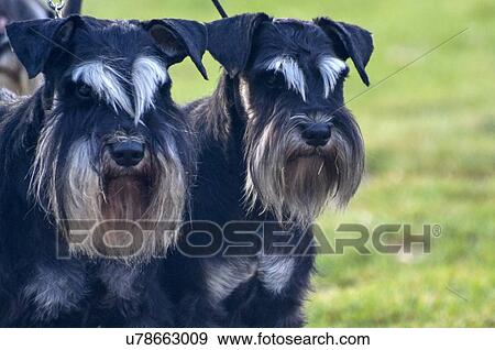 Miniature Schnauzers View Large Photo Image Stock Photo - Miniature Schnauzers. Fotosearch
