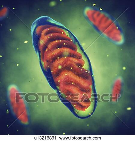Mitochondria, illustration View Large Photo Image Stock Image - Mitochondria, illustration. Fotosearch