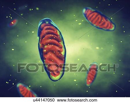 Stock Image - Mitochondria, illustration. Fotosearch