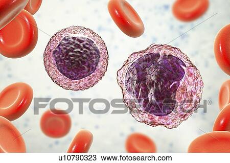 Stock Image - Monocyte and lymphocyte white blood cells, illustration. Fotosearch