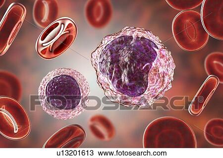 Monocyte and lymphocyte white blood cells, illustration View Large Photo Image Stock Image - Monocyte and lymphocyte white blood cells, illustration. Fotosearch