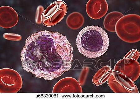 Stock Image - Monocyte and lymphocyte white blood cells, illustration. Fotosearch