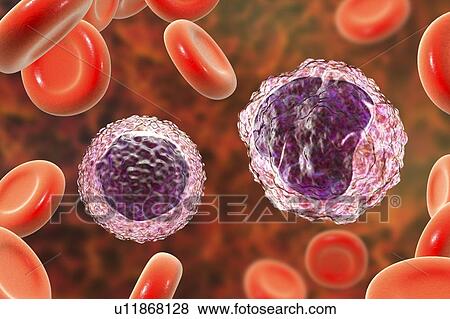 Monocyte and lymphocyte white blood cells, illustration View Large Photo Image Stock Photo - Monocyte and lymphocyte white blood cells, illustration. Fotosearch
