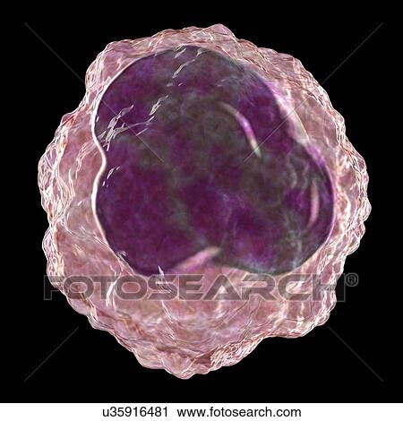 Monocyte white blood cell, illustration View Large Photo Image Stock Image - Monocyte white blood cell, illustration. Fotosearch