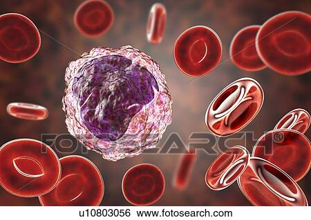Monocyte white blood cell in a blood smear, illustration View Large Photo Image Stock Photograph - Monocyte white blood cell in a blood smear, illustration. Fotosearch
