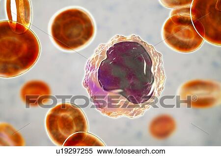 Stock Photography - Monocyte white blood cell in a blood smear, illustration. Fotosearch
