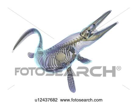Stock Image - Mosasaurus skeleton, illustration. Fotosearch