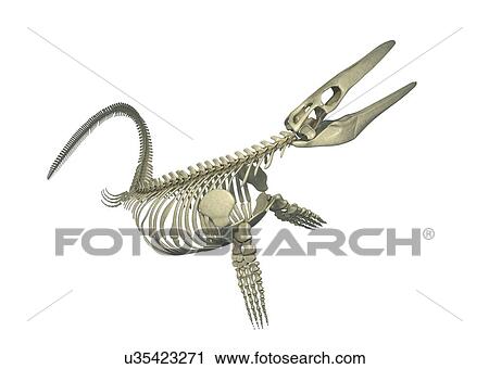 Stock Image - Mosasaurus skeleton, illustration. Fotosearch