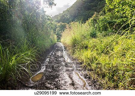 Muddy hiking trail, Moanalua Valley Trail, Oahu, Hawaii View Large Photo Image Stock Photo - Muddy hiking trail, Moanalua Valley Trail, Oahu, Hawaii. Fotosearch
