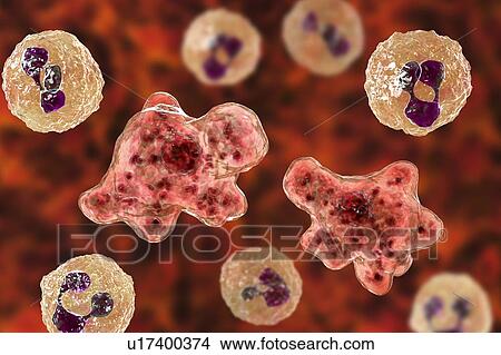 Picture - Naegleria amoeba in cerebrospinal fluid, illustration. Fotosearch