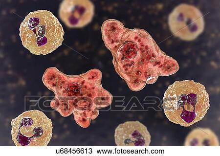 Stock Image - Naegleria amoeba in cerebrospinal fluid, illustration. Fotosearch
