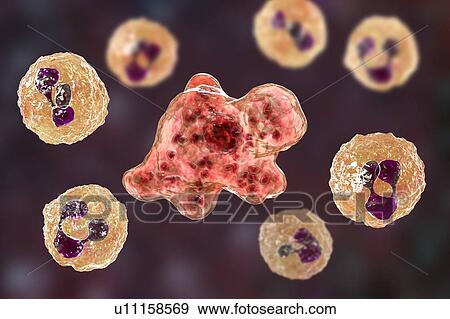 Stock Photo - Naegleria amoeba in cerebrospinal fluid, illustration. Fotosearch
