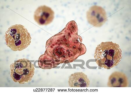 Naegleria amoeba in cerebrospinal fluid, illustration View Large Photo Image Stock Photo - Naegleria amoeba in cerebrospinal fluid, illustration. Fotosearch