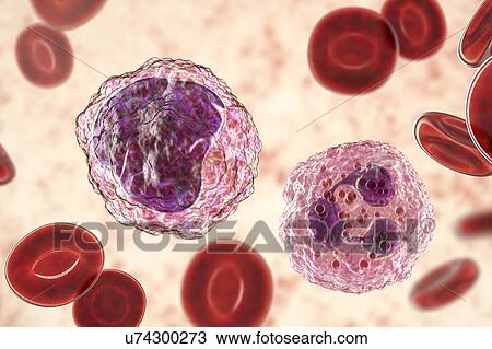 Neutrophil and monocyte white blood cell, illustration View Large Photo Image Stock Image - Neutrophil and monocyte white blood cell, illustration. Fotosearch
