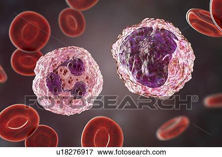 Stock Photo - Neutrophil and monocyte white blood cell, illustration. Fotosearch