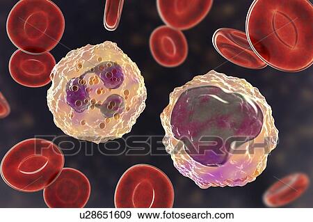 Stock Photo - Neutrophil and monocyte white blood cell, illustration. Fotosearch