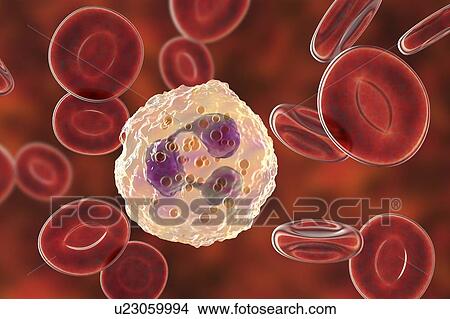 Picture - Neutrophil white blood cell, illustration. Fotosearch