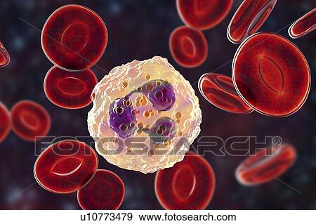 Stock Photo - Neutrophil white blood cell, illustration. Fotosearch