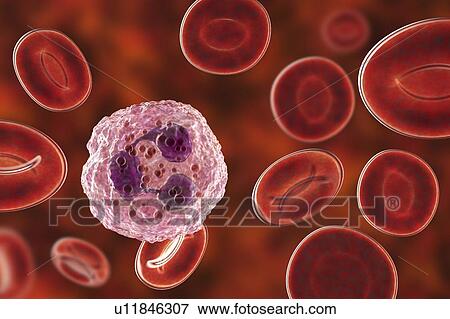 Stock Photo - Neutrophil white blood cell, illustration. Fotosearch